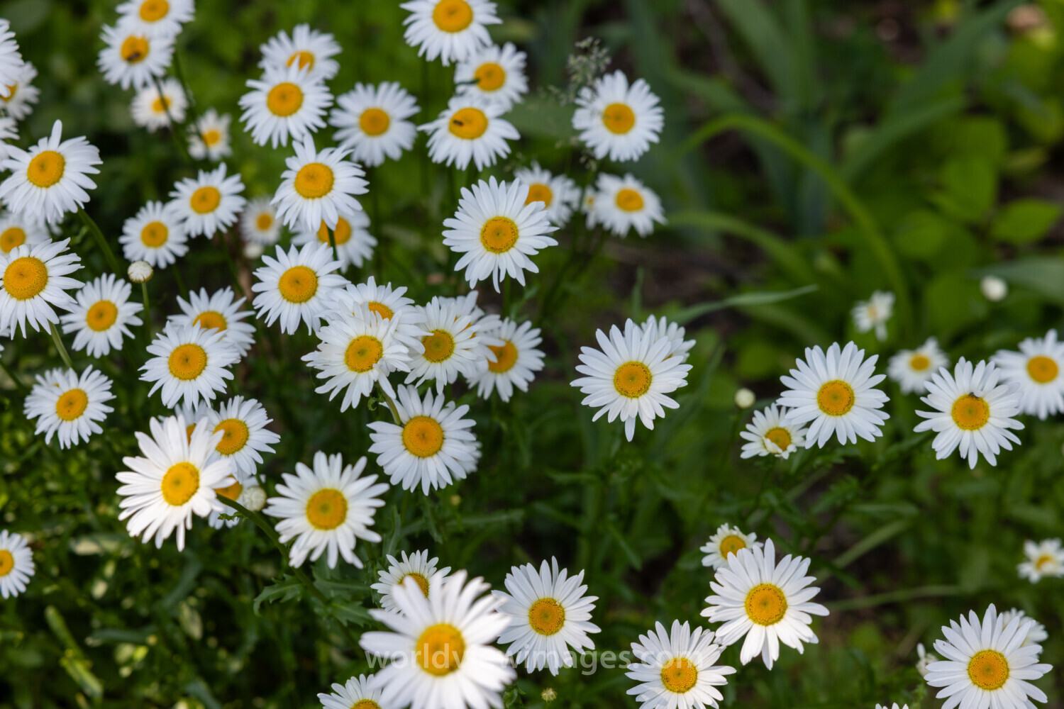 Daisies
