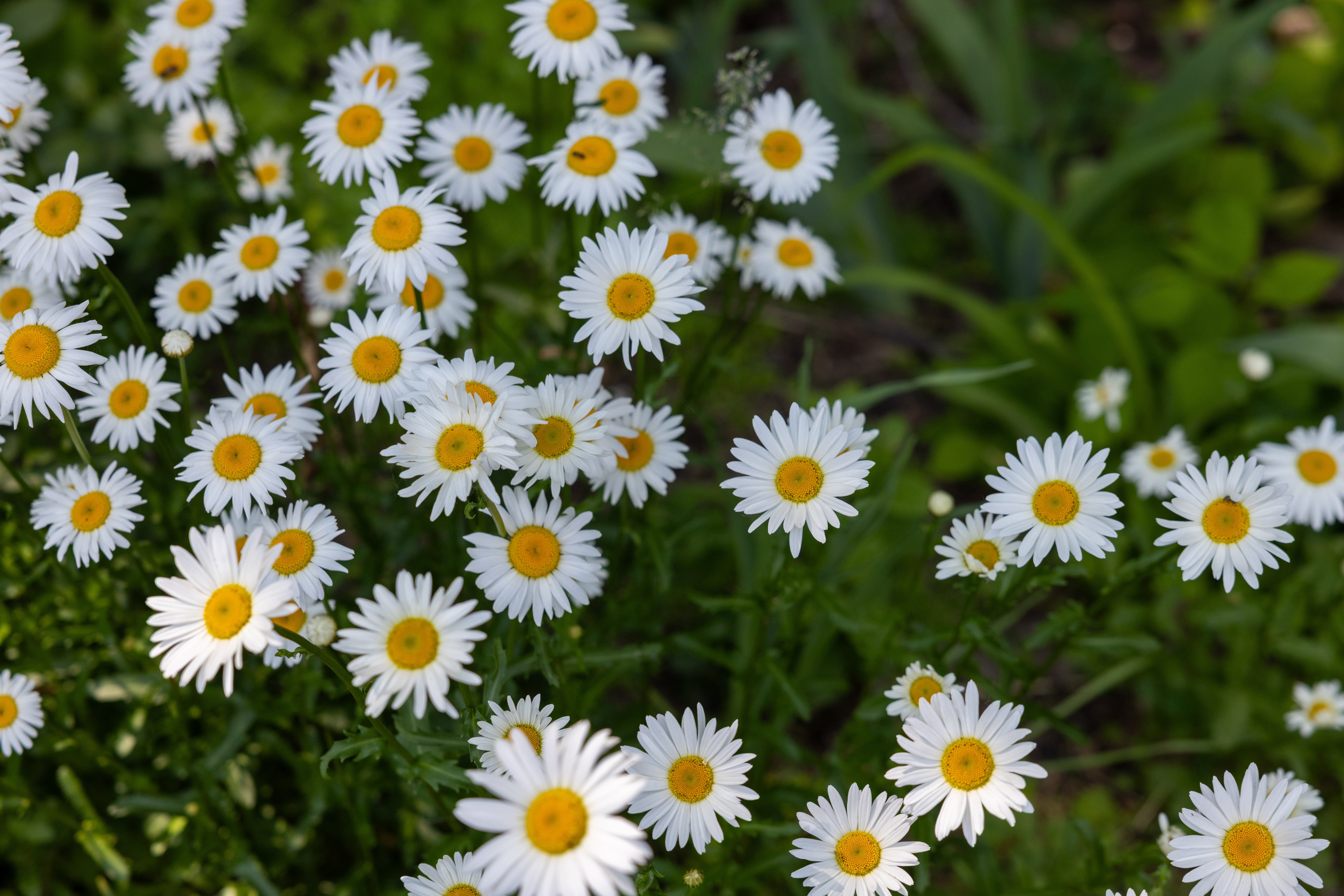 Daisies