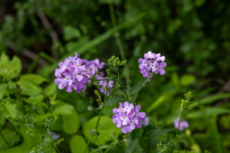 Flower — Blossom, Bokeh, Flower, Nature, Plant