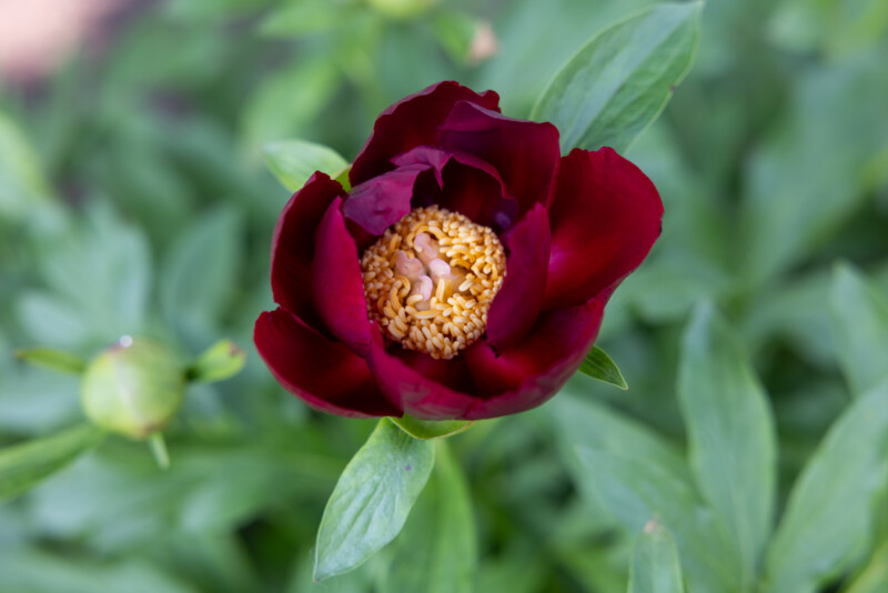 Peony Flower — Beautiful flower of nature — Flower, Nature, Plant, Rose