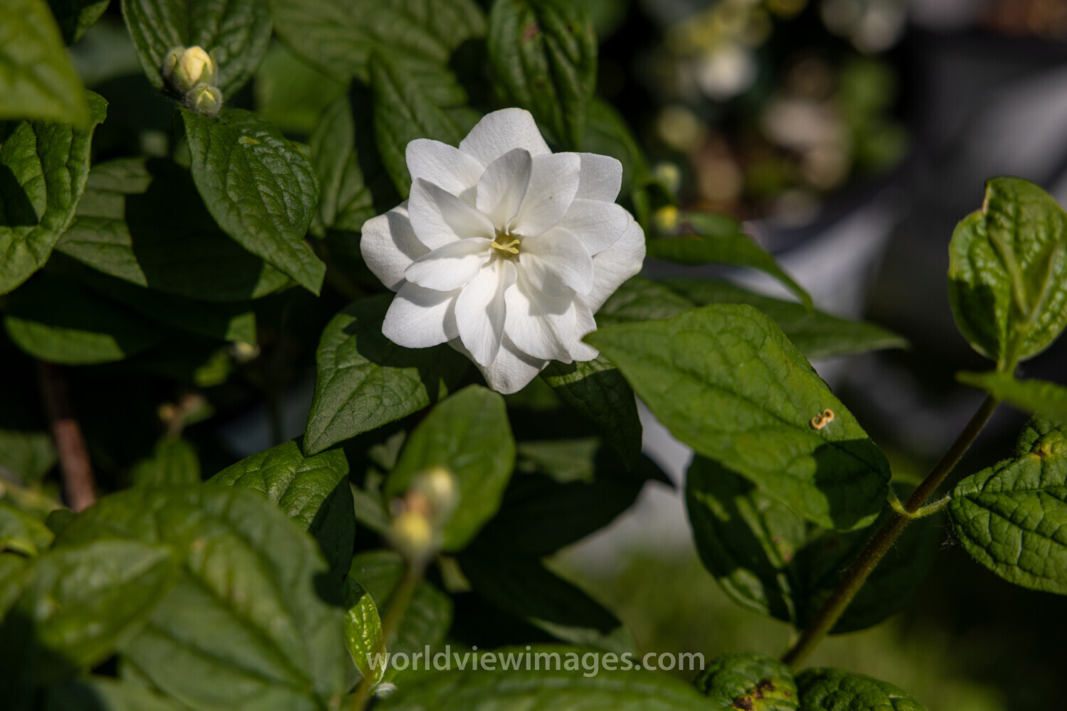 Double Arabian Jasmine Flower