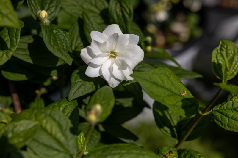 Double Arabian Jasmine Flower — Beautiful flower of nature — Blossom, Flower, Nature, Plant