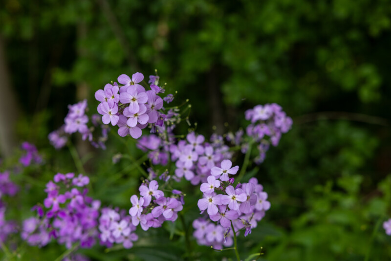 Dame’s Rocket Flower — Beautiful flower of nature — Blossom, Bokeh, Flower, Nature, Plant