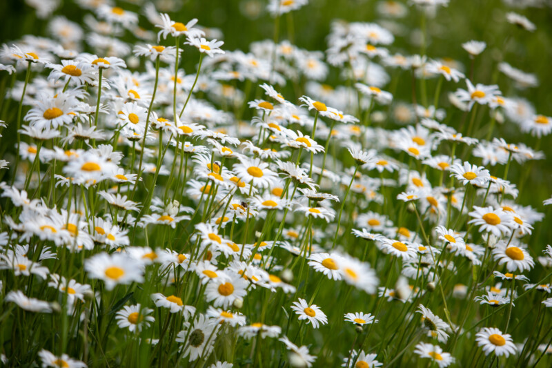 Flower — Bokeh, Daisy, Flower, Meadow, Nature