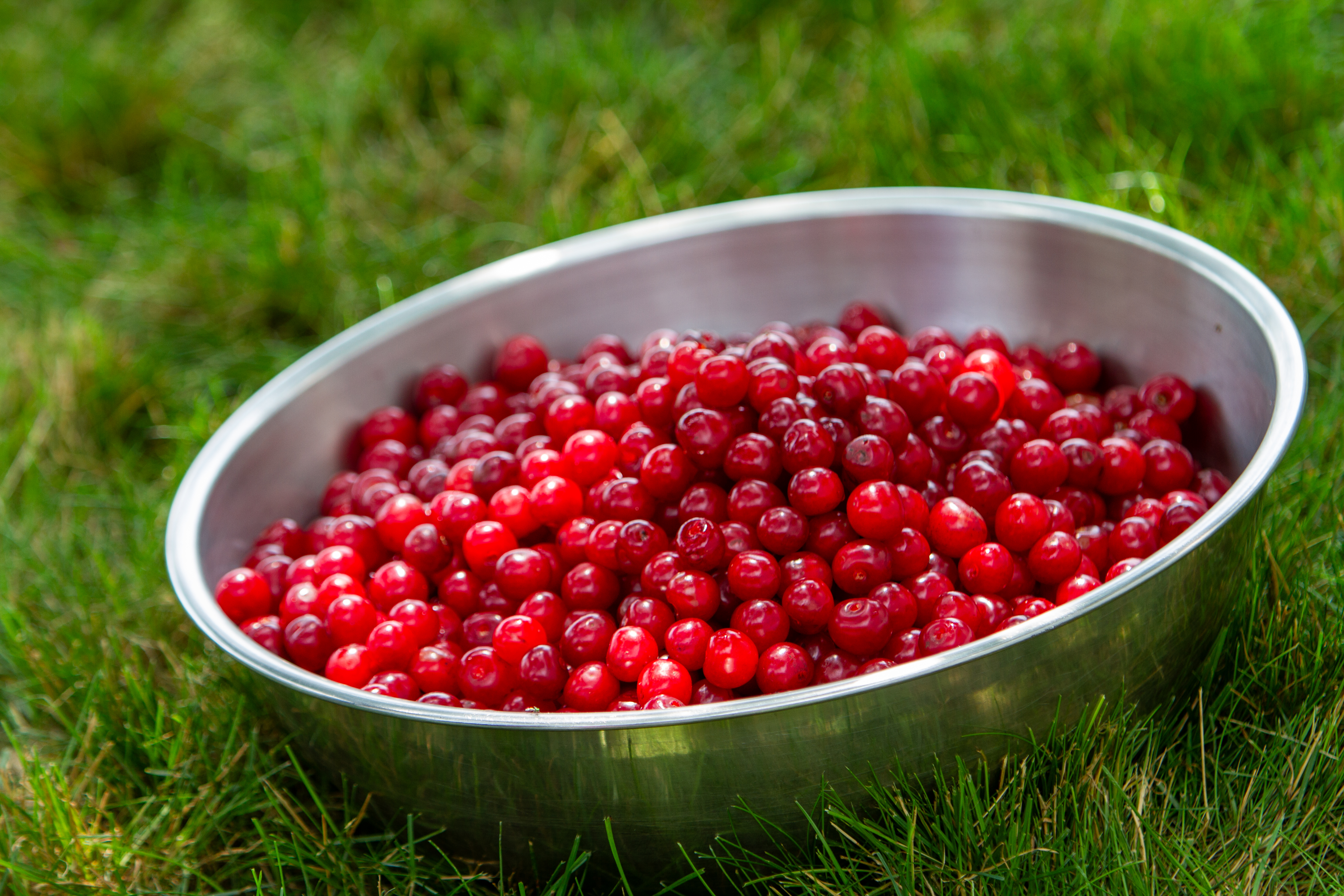 Bowl of Cherries