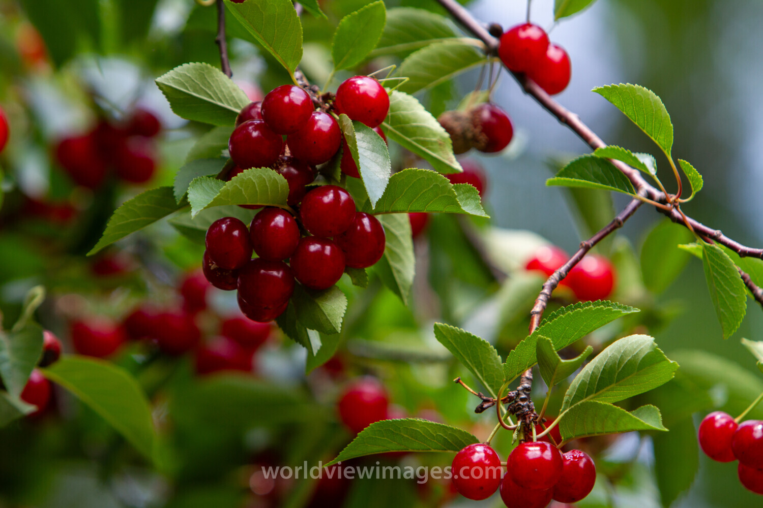 Cherries on the Tree