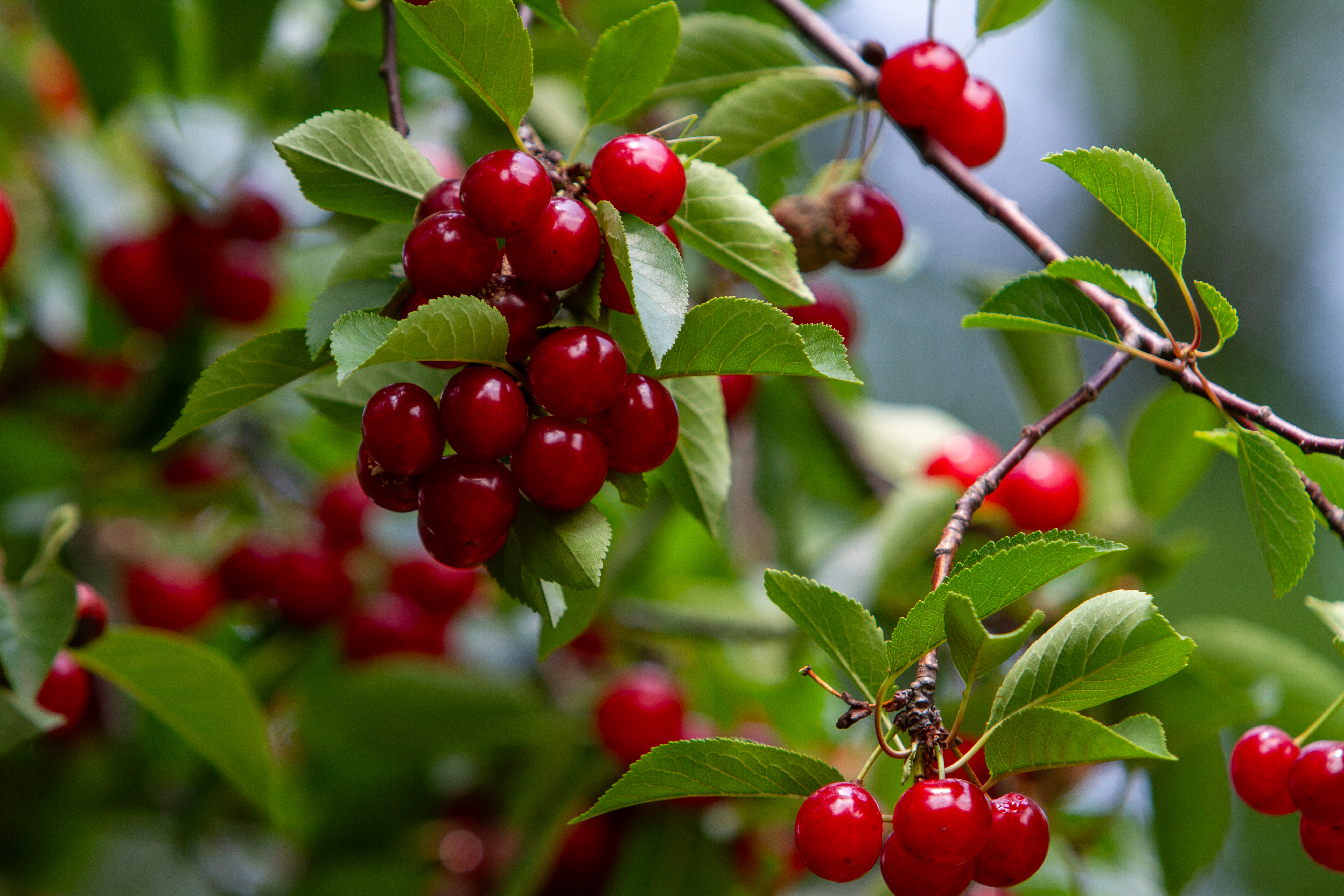Cherries on the Tree