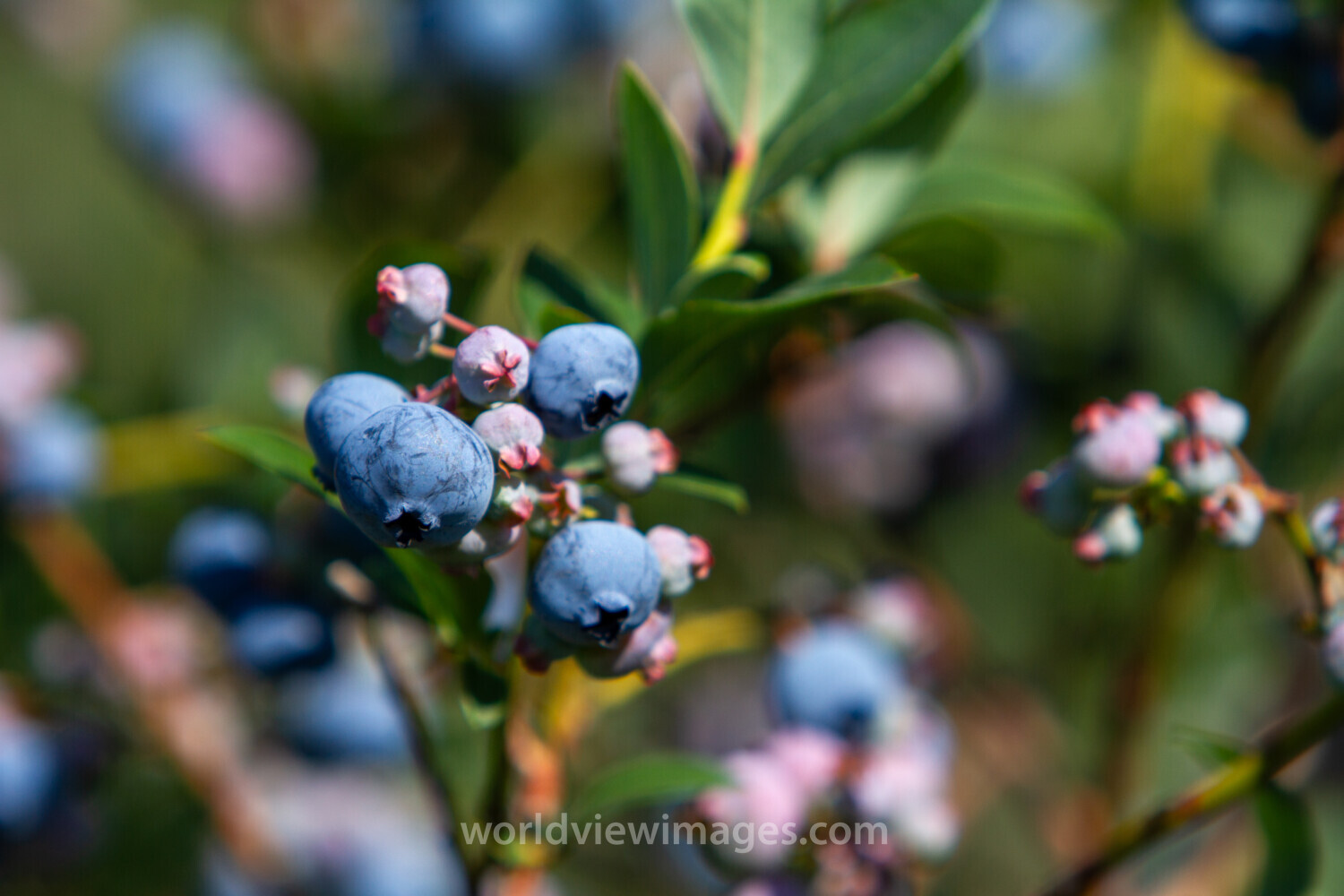 Blueberries on the Bush