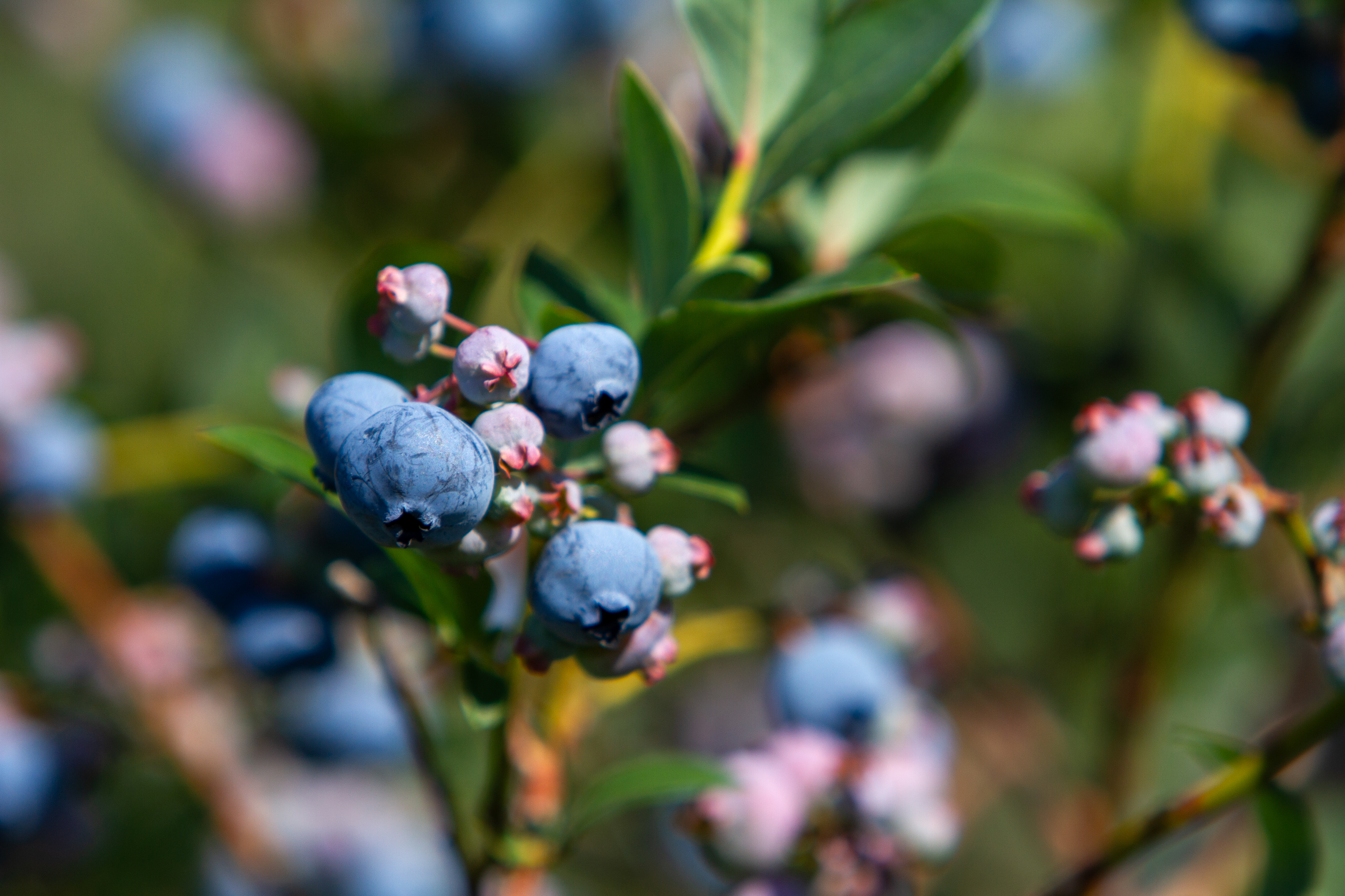 Blueberries on the Bush