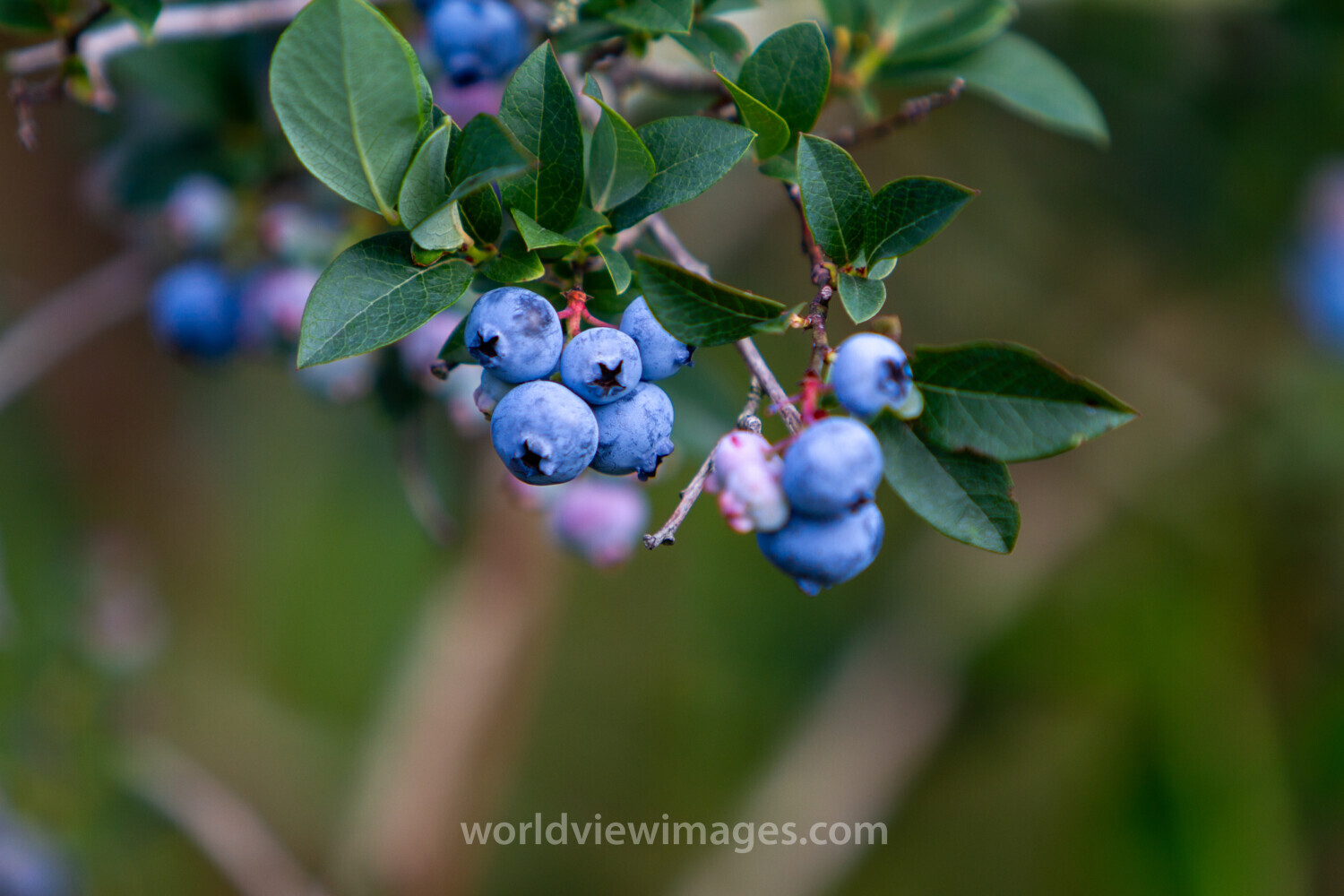 Blueberries on the Bush