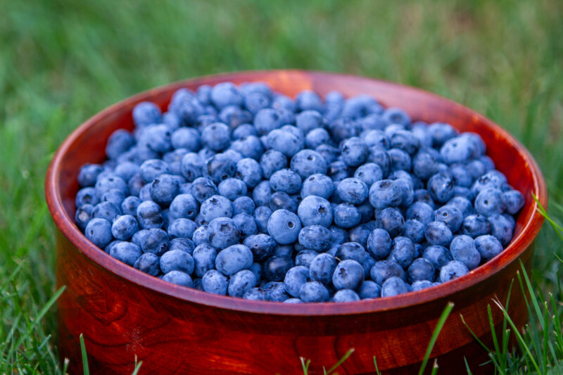 Freshly Picked Blueberries — Complementary Colors, Food, Fruit, Grape