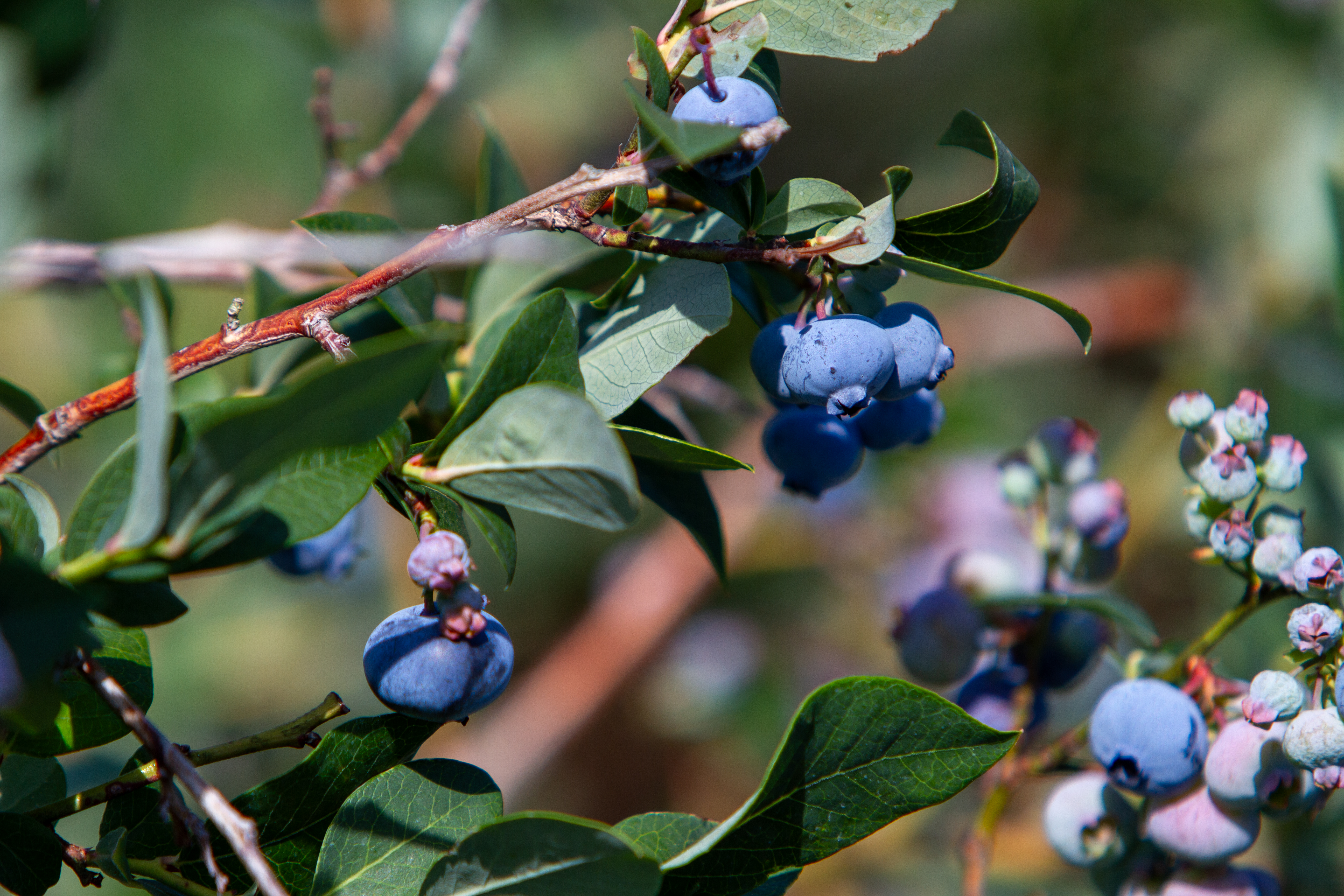 Blueberries on the Bush