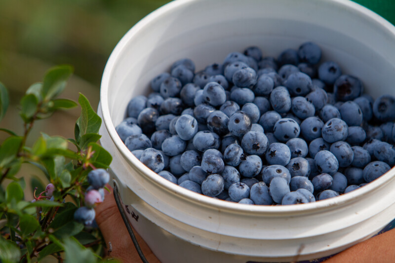 Freshly Picked Blueberries — Food, Fruit