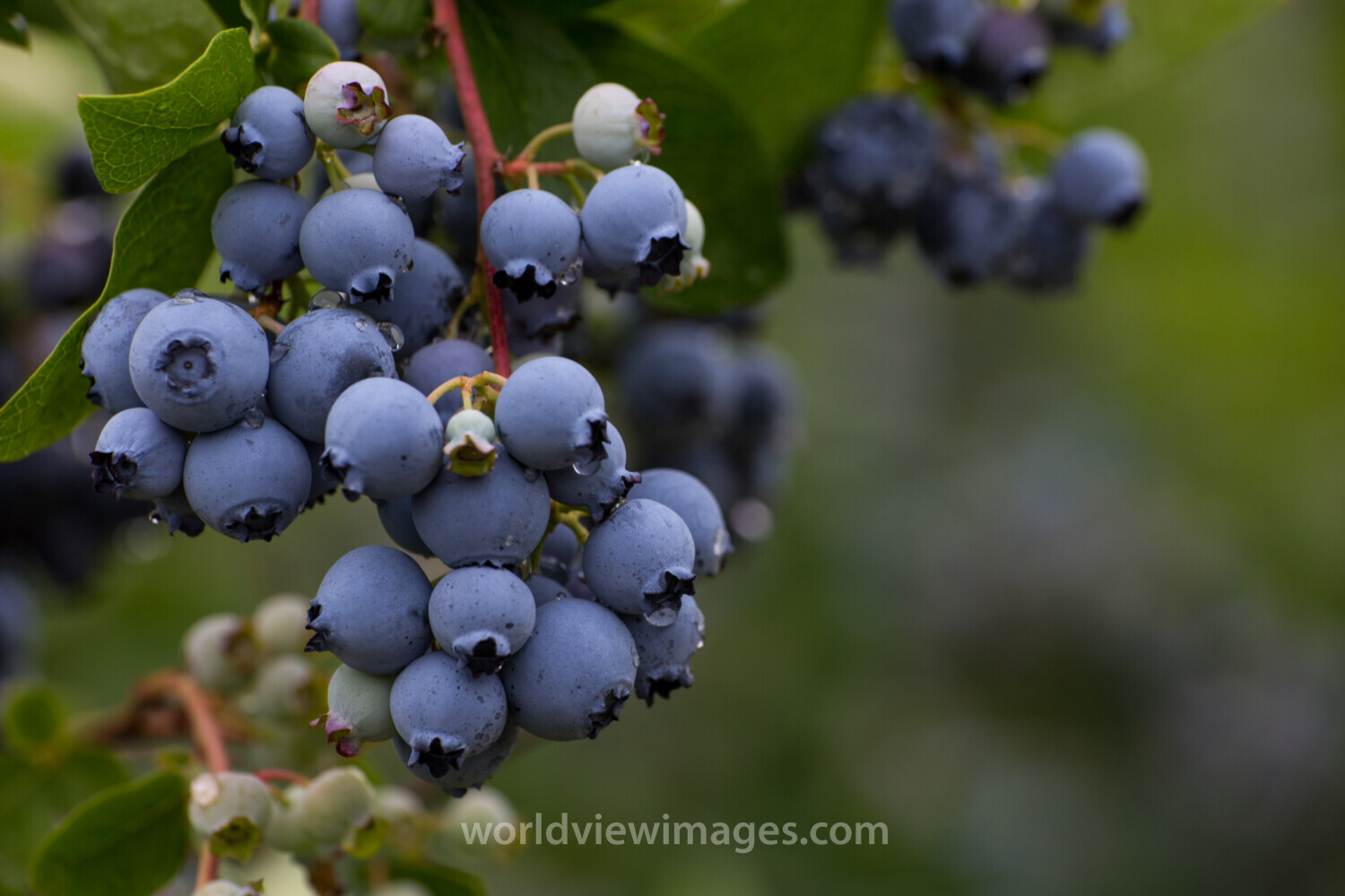 Blueberries on the Bush