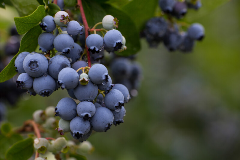 Blueberries on the Bush — Blueberries ripe for the picking. — Food, Fruit, Grape