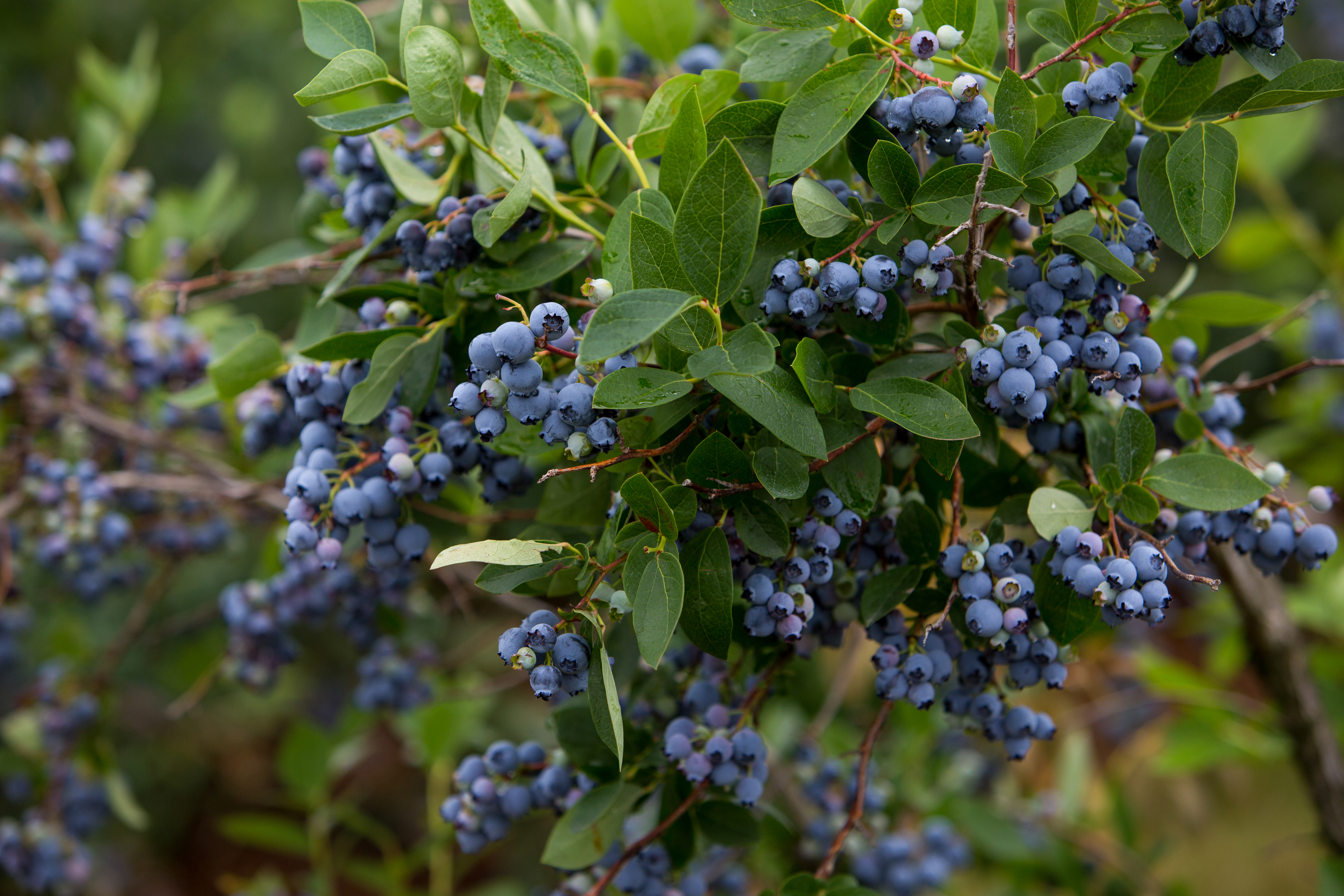 Blueberries on the Bush