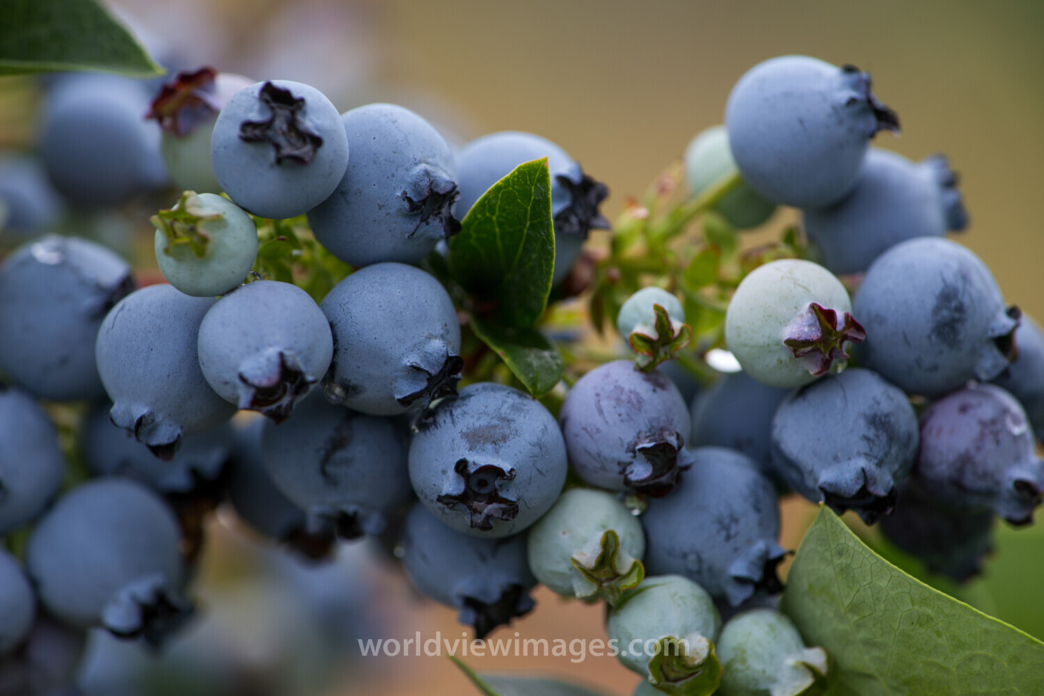 Blueberries on the Bush