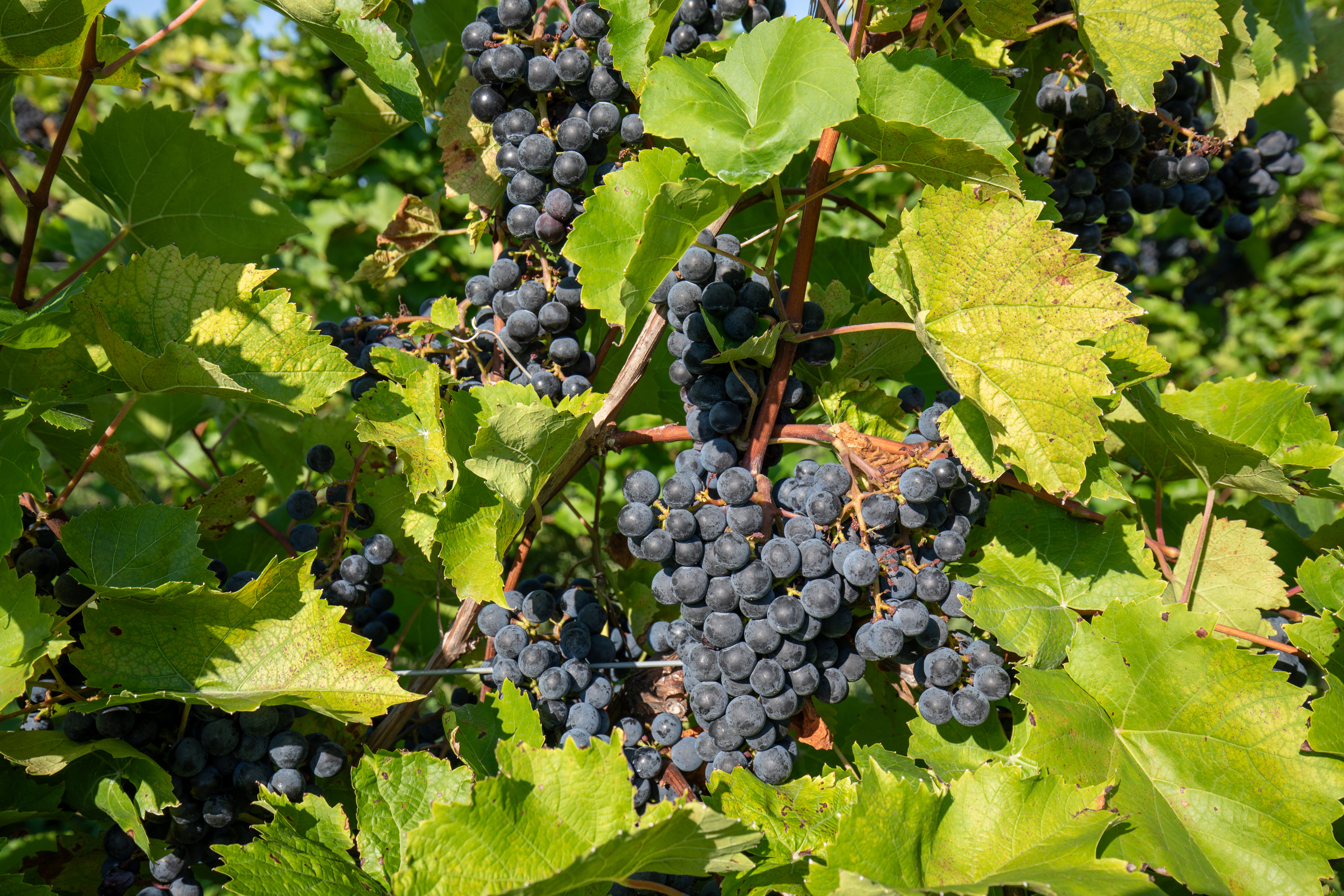 Concord Grapes ready to Pick