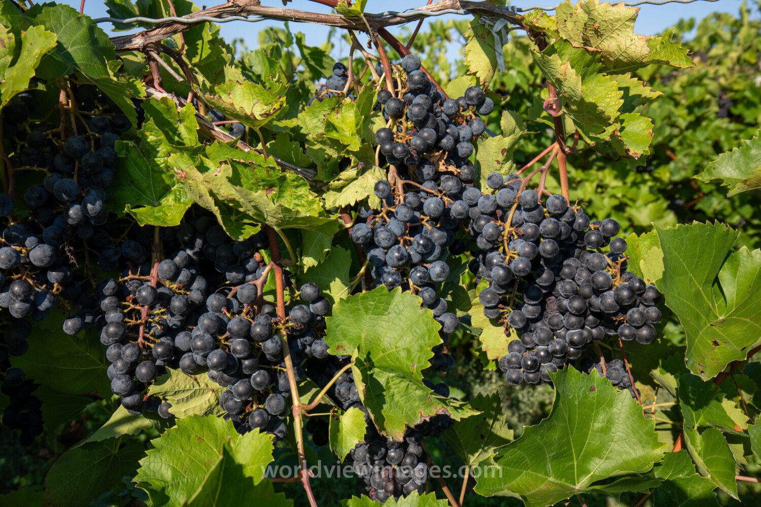 Concord Grapes ready to Pick