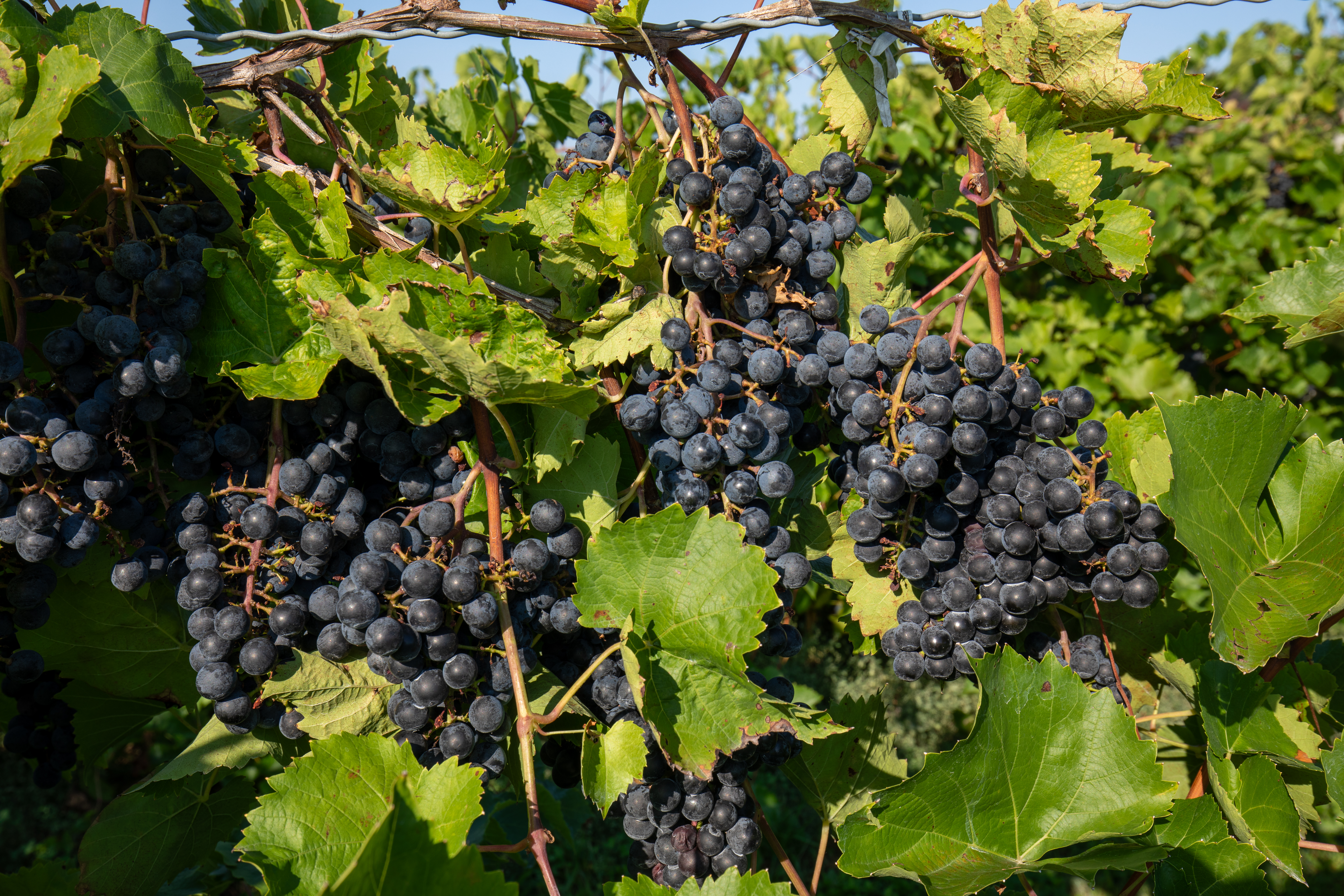 Concord Grapes ready to Pick