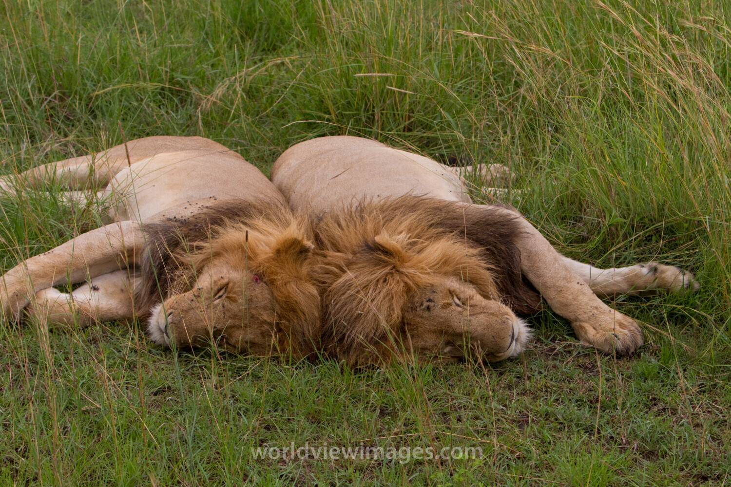 Two Lions Sleep