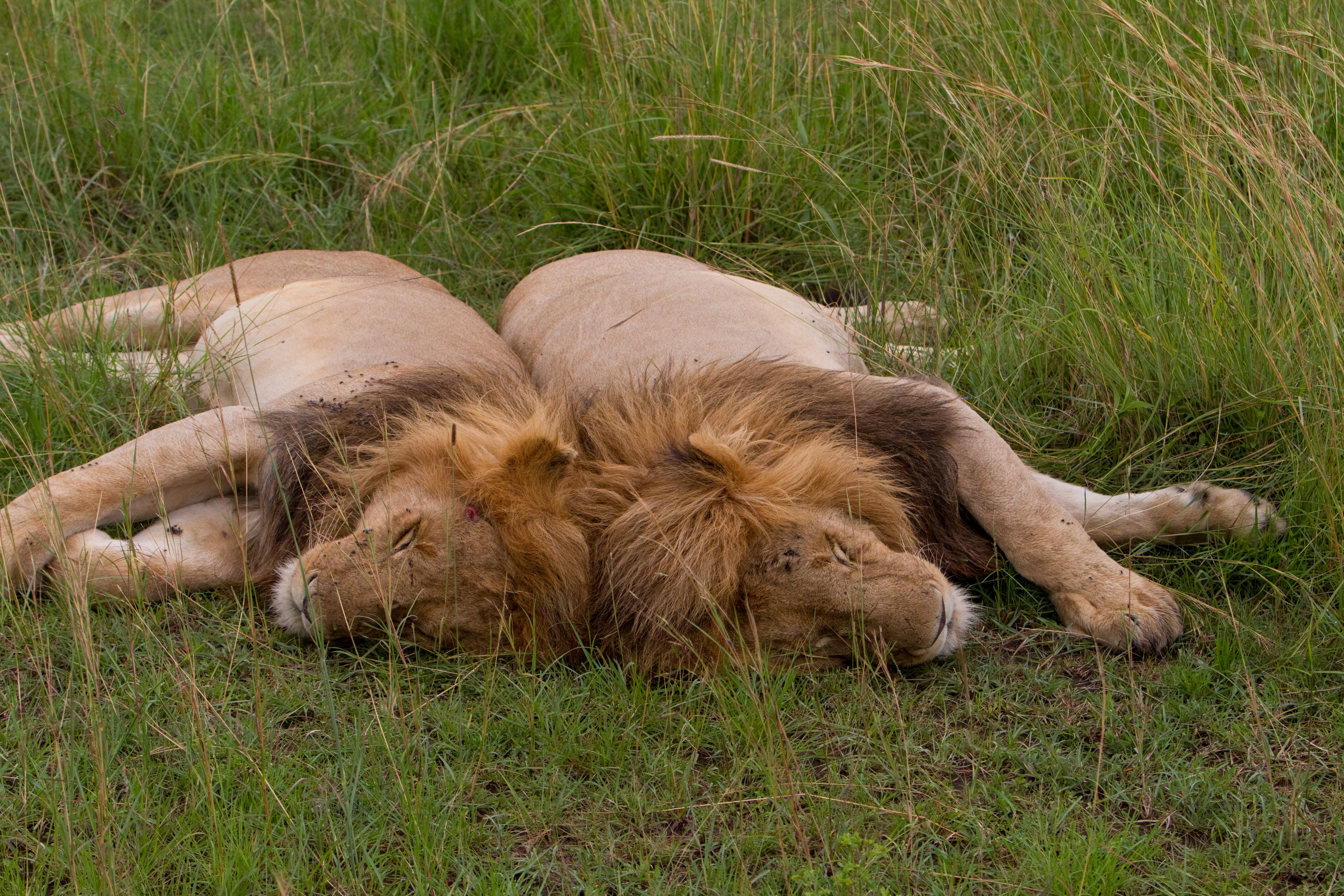 Two Lions Sleep