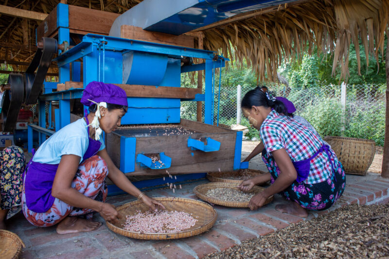 Peanut Processing — People in rural Myanmar learn new ways to make income through food processing. — One Face, Person, Profile Face, Livelihood