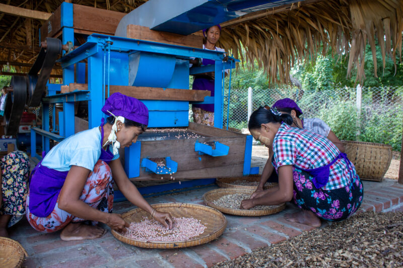 Peanut Processing — People in rural Myanmar learn new ways to make income through food processing. — Adult, Eyes Closed, Female, Frontal Face, Person