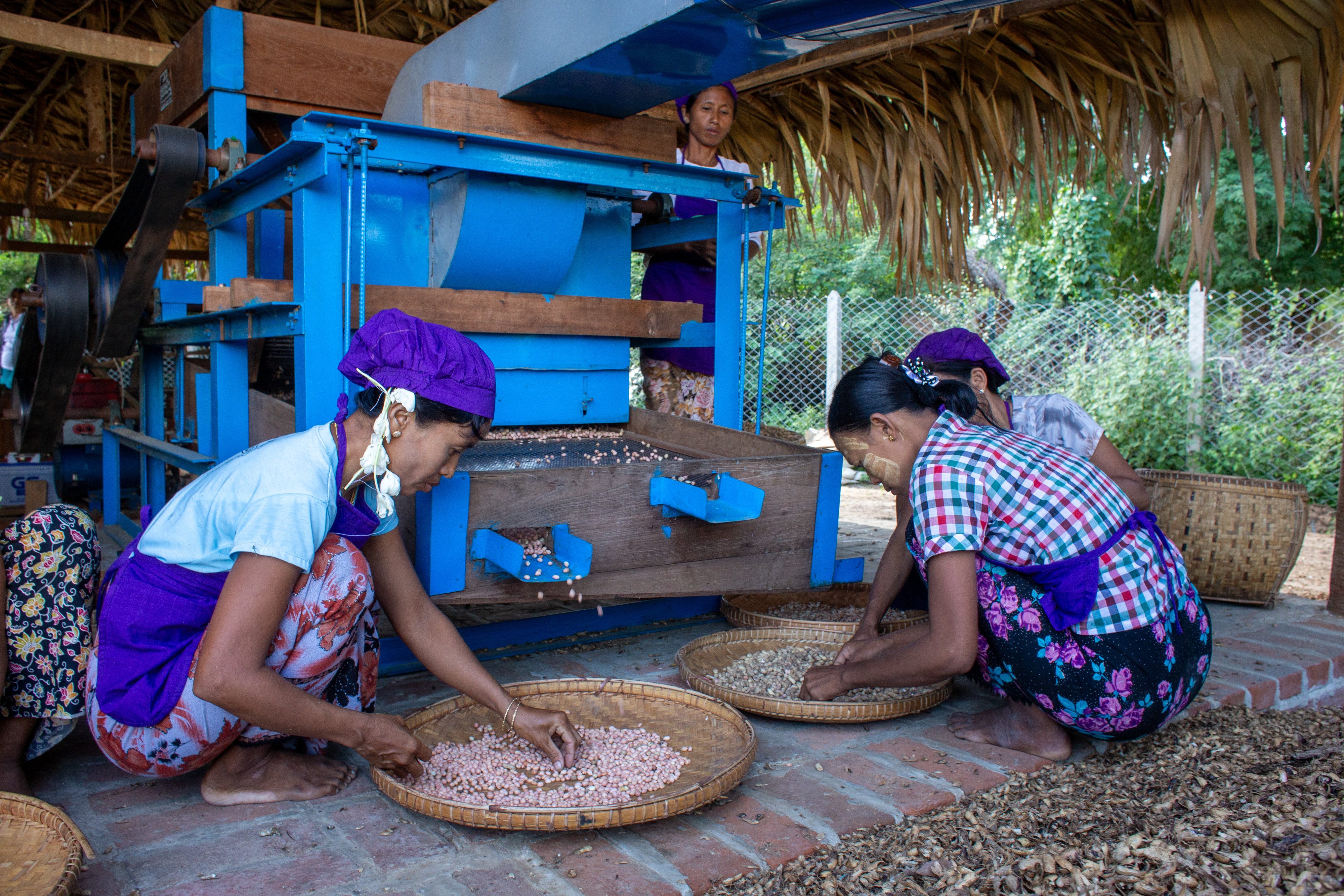 Peanut Processing
