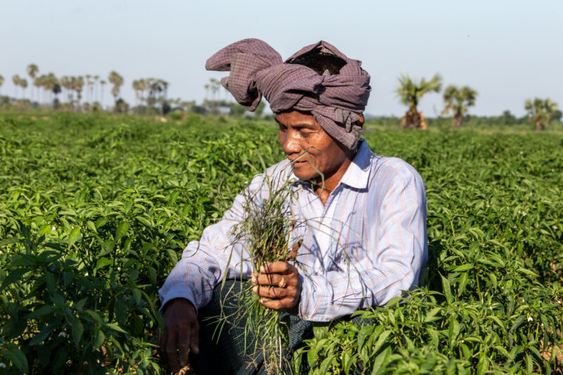 Day Laborers — People in rural Myanmar work in landowners fields for meager wages. — Adult, Agriculture, Eyes Closed, Field, Frontal Face