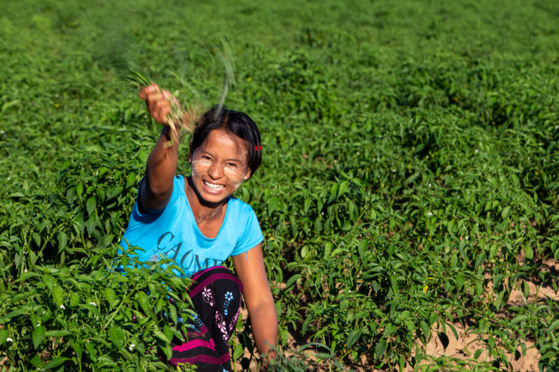 Day Laborers — People in rural Myanmar work in landowners fields for meager wages. — Adult, Agriculture, Eyes Open, Female, Field