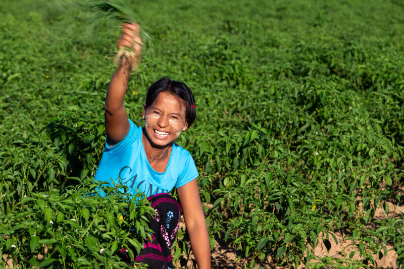Day Laborers — People in rural Myanmar work in landowners fields for meager wages. — Adult, Agriculture, Eyes Open, Female, Field