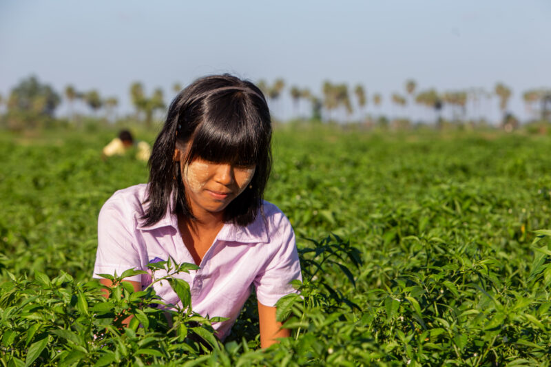 Day Laborers — People in rural Myanmar work in landowners fields for meager wages. — Adult, Agriculture, Eyes Closed, Female, Field