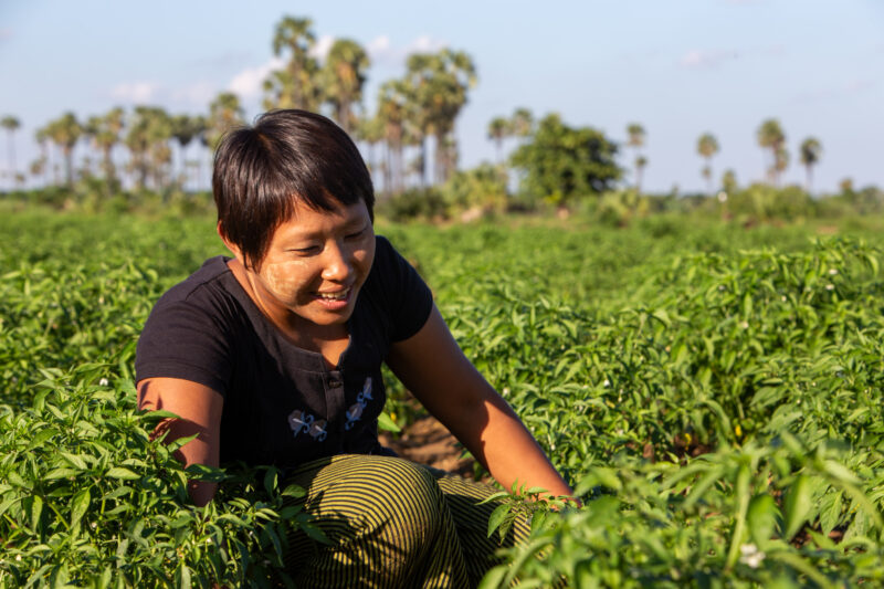 Day Laborers — People in rural Myanmar work in landowners fields for meager wages. — Agriculture, Child, Eyes Closed, Field, Frontal Face