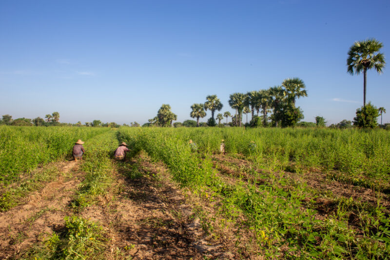 Day Laborers — People in rural Myanmar work in landowners fields for meager wages. — Agriculture, Complementary Colors, Field, Lowland, Nature
