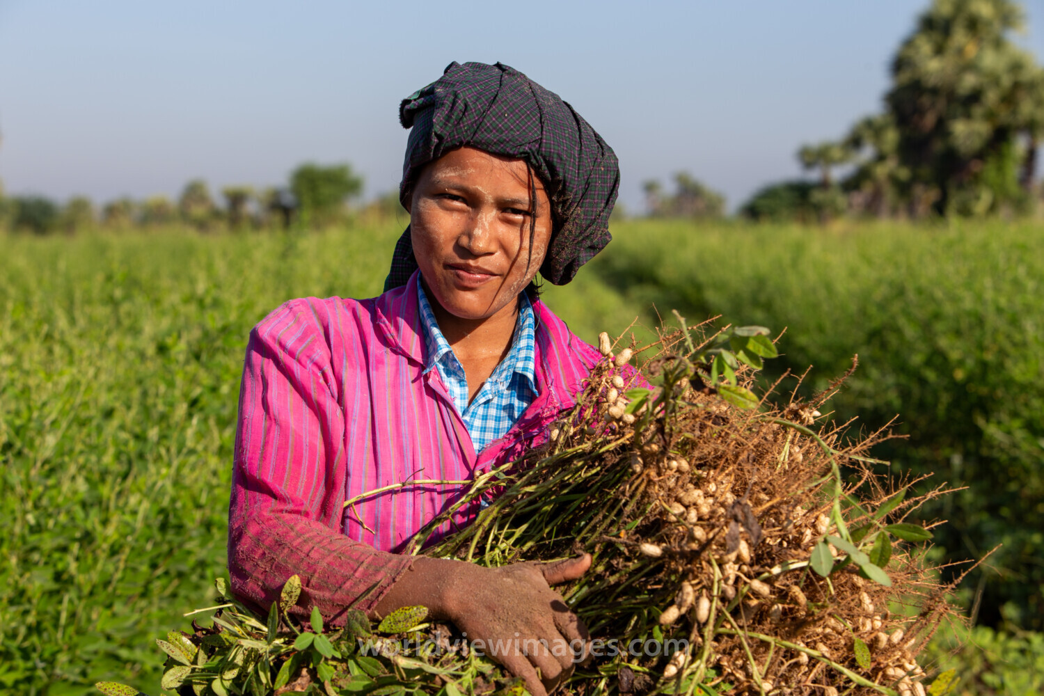 Bundles of Groundnuts