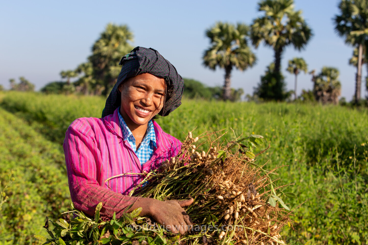 Bundles of Groundnuts