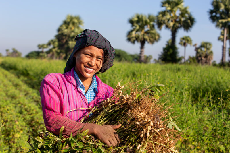 Bundles of Groundnuts — Woman in Myanmar poses with a bundle of peanuts she has just picked. — Agriculture, Complementary Colors, Eyes Open, Female, Field