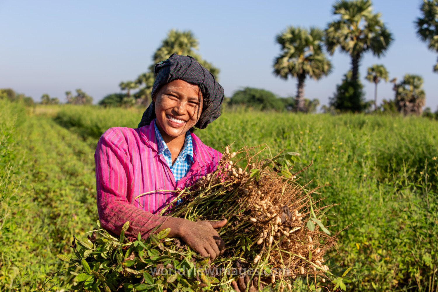 Bundles of Groundnuts