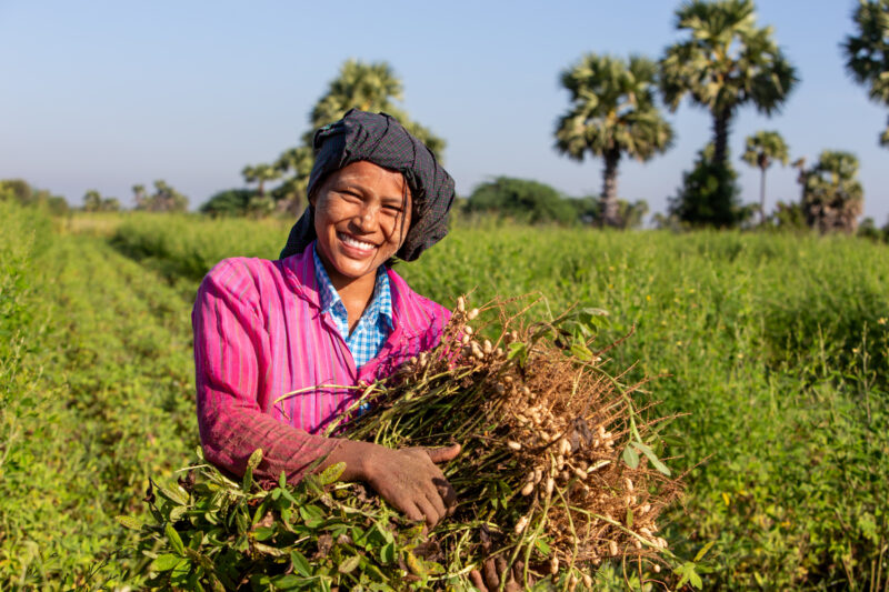 Bundles of Groundnuts — Woman in Myanmar poses with a bundle of peanuts she has just picked. — Adult, Agriculture, Complementary Colors, Eyes Closed, Female