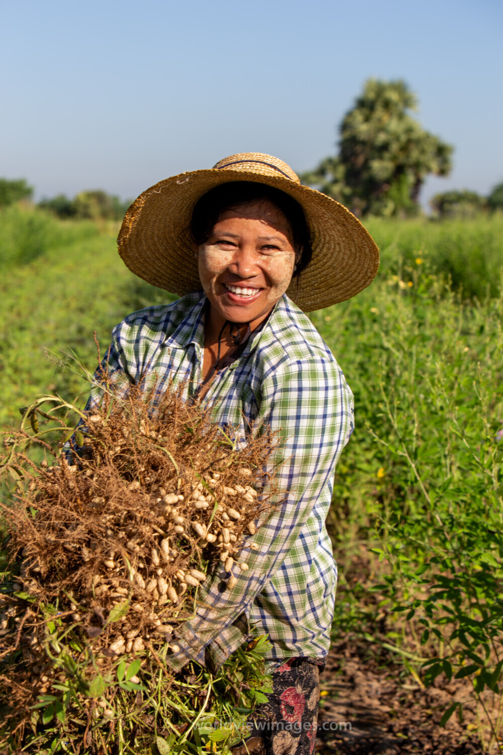 Bundles of Groundnuts