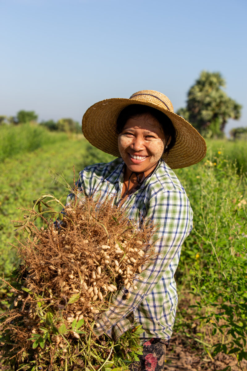 Bundles of Groundnuts — Woman in Myanmar poses with a bundle of peanuts she has just picked. — Adult, Agriculture, Complementary Colors, Eyes Open, Female