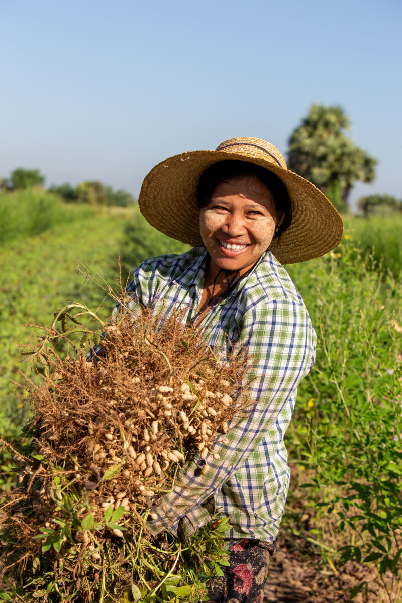 Bundles of Groundnuts — Woman in Myanmar poses with a bundle of peanuts she has just picked. — Adult, Agriculture, Complementary Colors, Eyes Open, Female