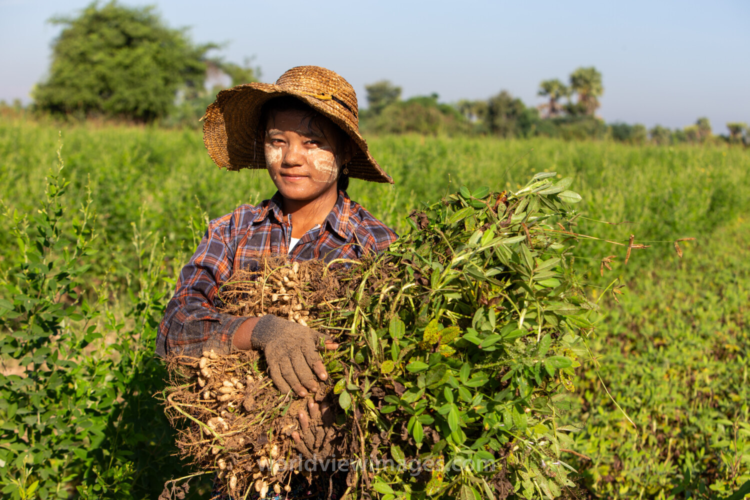 Bundles of Groundnuts