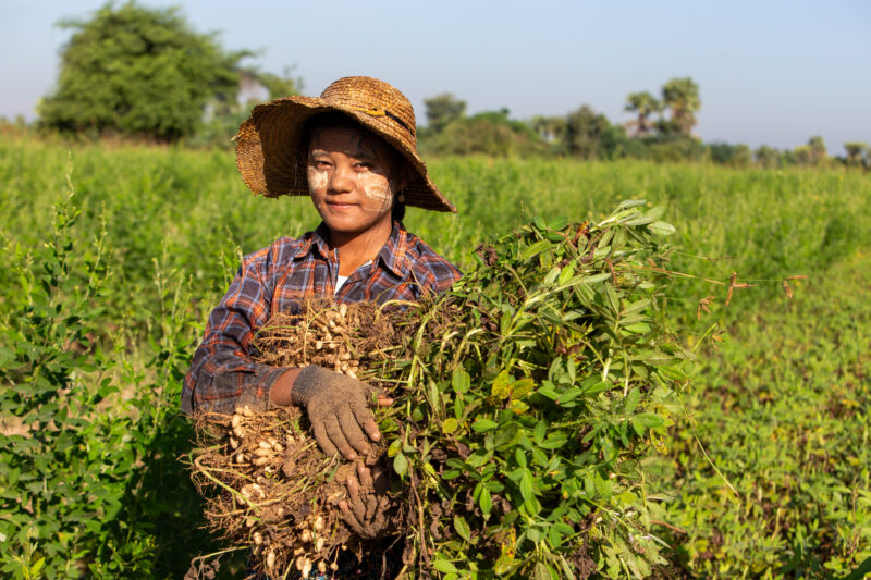 Bundles of Groundnuts — Woman in Myanmar poses with a bundle of peanuts she has just picked. — Agriculture, Eyes Open, Field, Frontal Face, Male