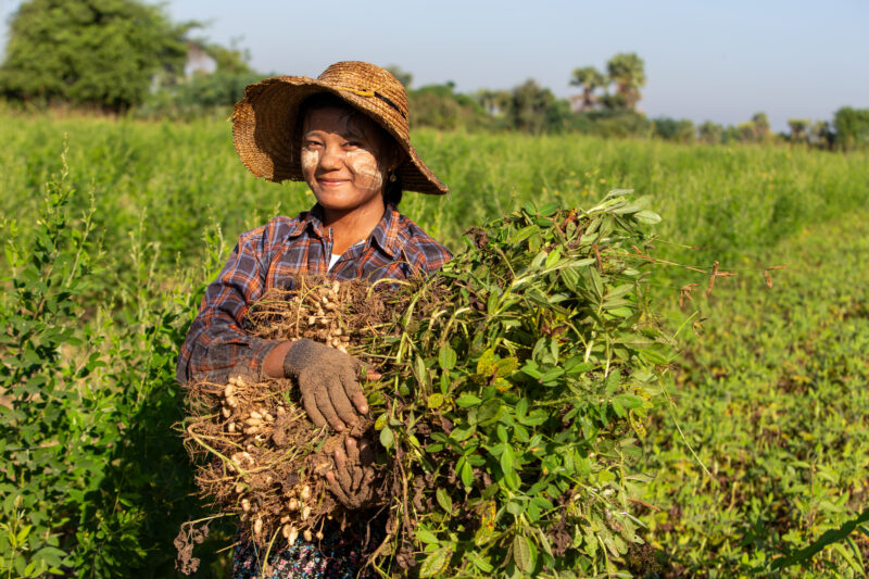 Bundles of Groundnuts — Woman in Myanmar poses with a bundle of peanuts she has just picked. — Agriculture, Eyes Open, Female, Field, Frontal Face