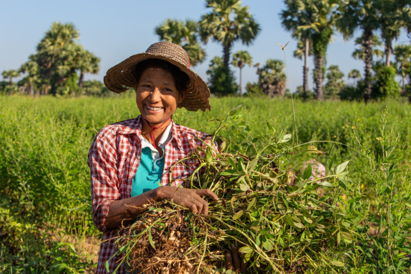 Bundles of Groundnuts — Woman in Myanmar poses with a bundle of peanuts she has just picked. — Agriculture, Eyes Open, Female, Field, Frontal Face