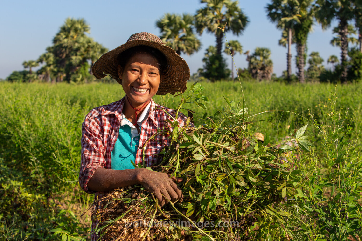 Bundles of Groundnuts
