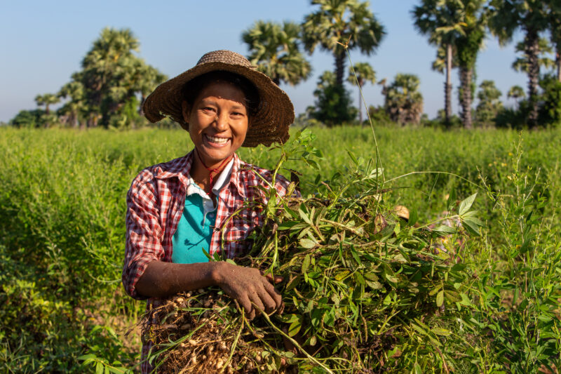 Bundles of Groundnuts — Woman in Myanmar poses with a bundle of peanuts she has just picked. — Adult, Agriculture, Eyes Open, Female, Field