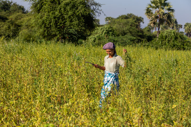 MaynmarUK2014__1582 — Adult, Agriculture, Eyes Closed, Field, Frontal Face